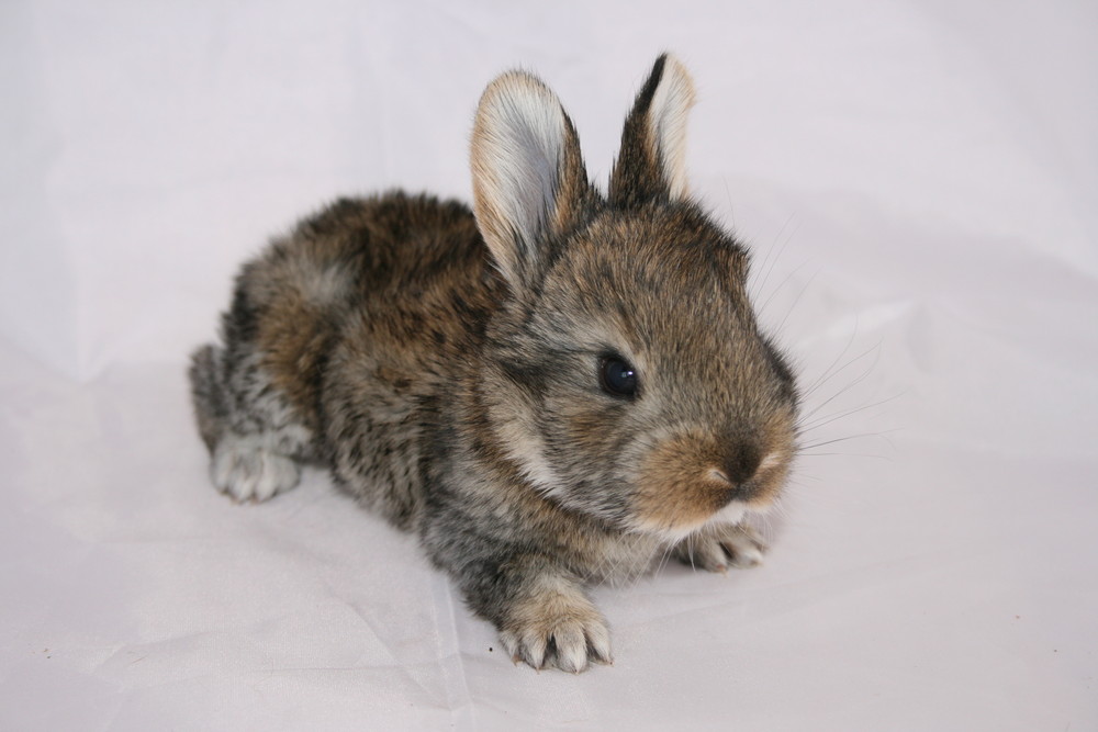 Mein Name ist Hase - Ich weiß von nichts