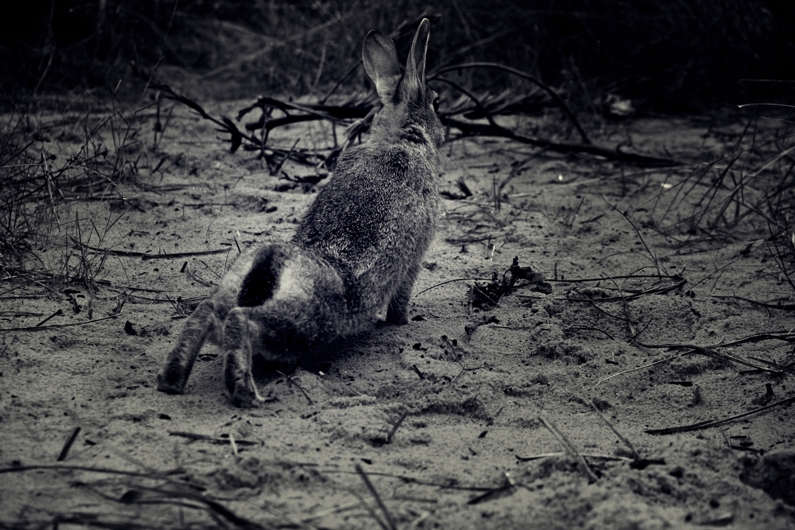 Mein Name ist Hase, ich weiß von nichts.