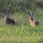 Mein Name ist Hase ... ich weiss von nix ;-)