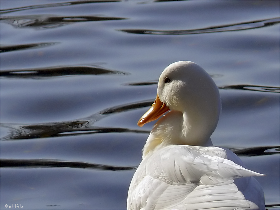 Mein Name ist Hase ... ;o)