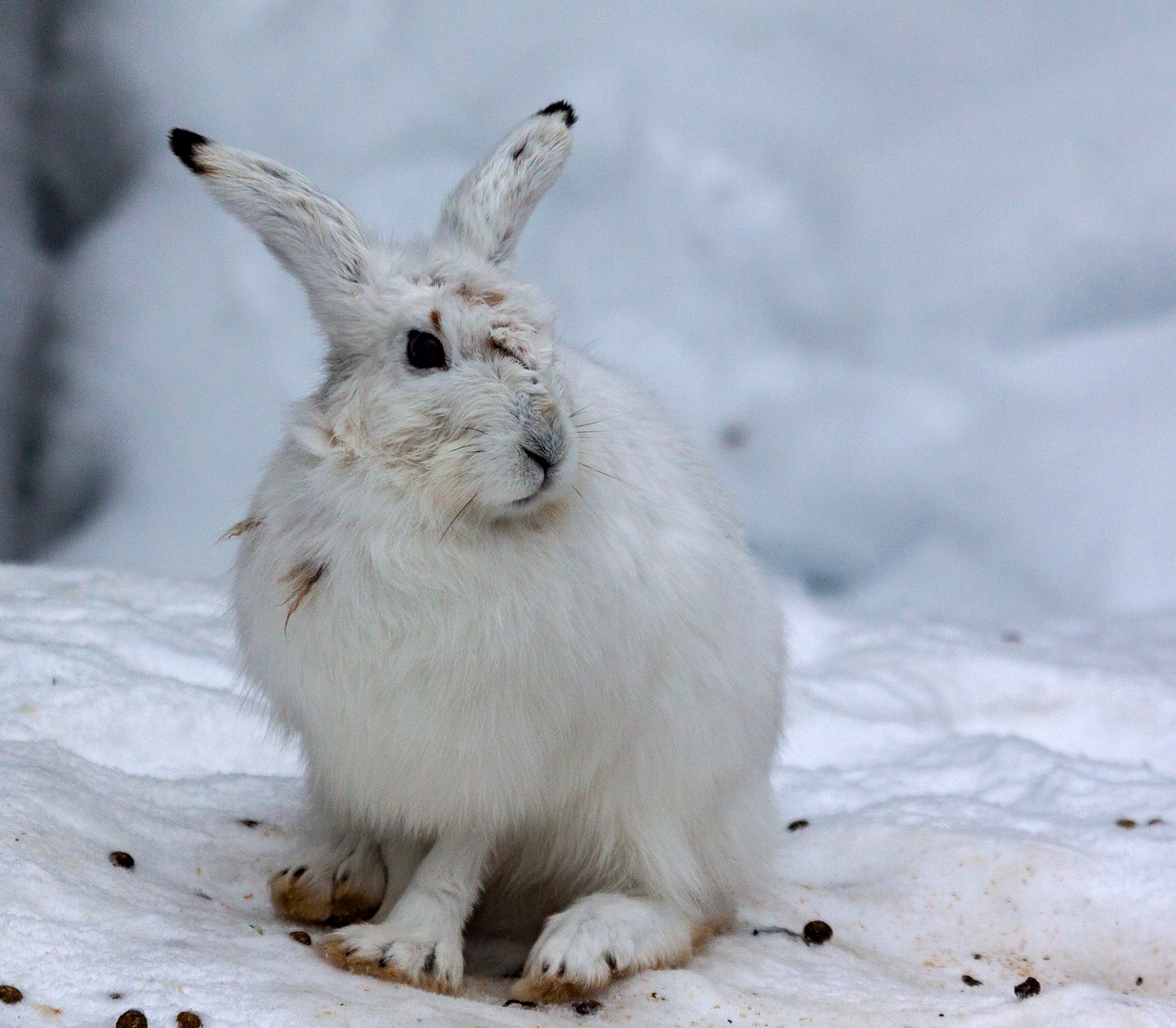 Mein Name ist Hase     Schneehase