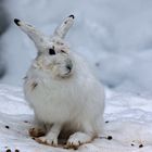 Mein Name ist Hase     Schneehase