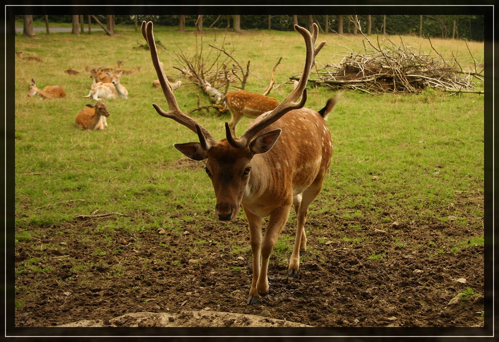 Mein Name ist Hirsch !