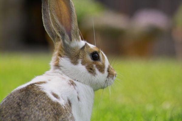 Mein Name ist Hoppel