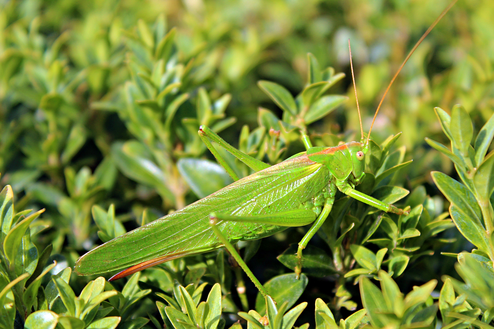 Mein Name ist Hopper, Grasshopper!