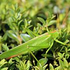 Mein Name ist Hopper, Grasshopper!