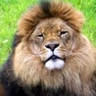 Mein Name ist King.....Lion King