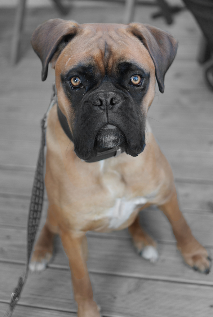 Mein Name ist Max und ich bin Boxer...!