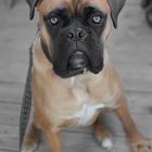 Mein Name ist Max und ich bin Boxer...!