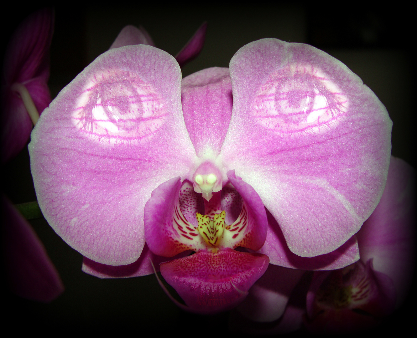 Mein Name ist Phalaenopsis