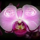 Mein Name ist Phalaenopsis