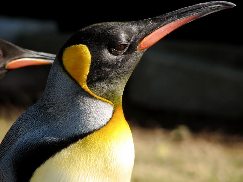 mein name ist pinguin, königspinguin.