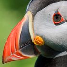 Mein Name ist Puffin