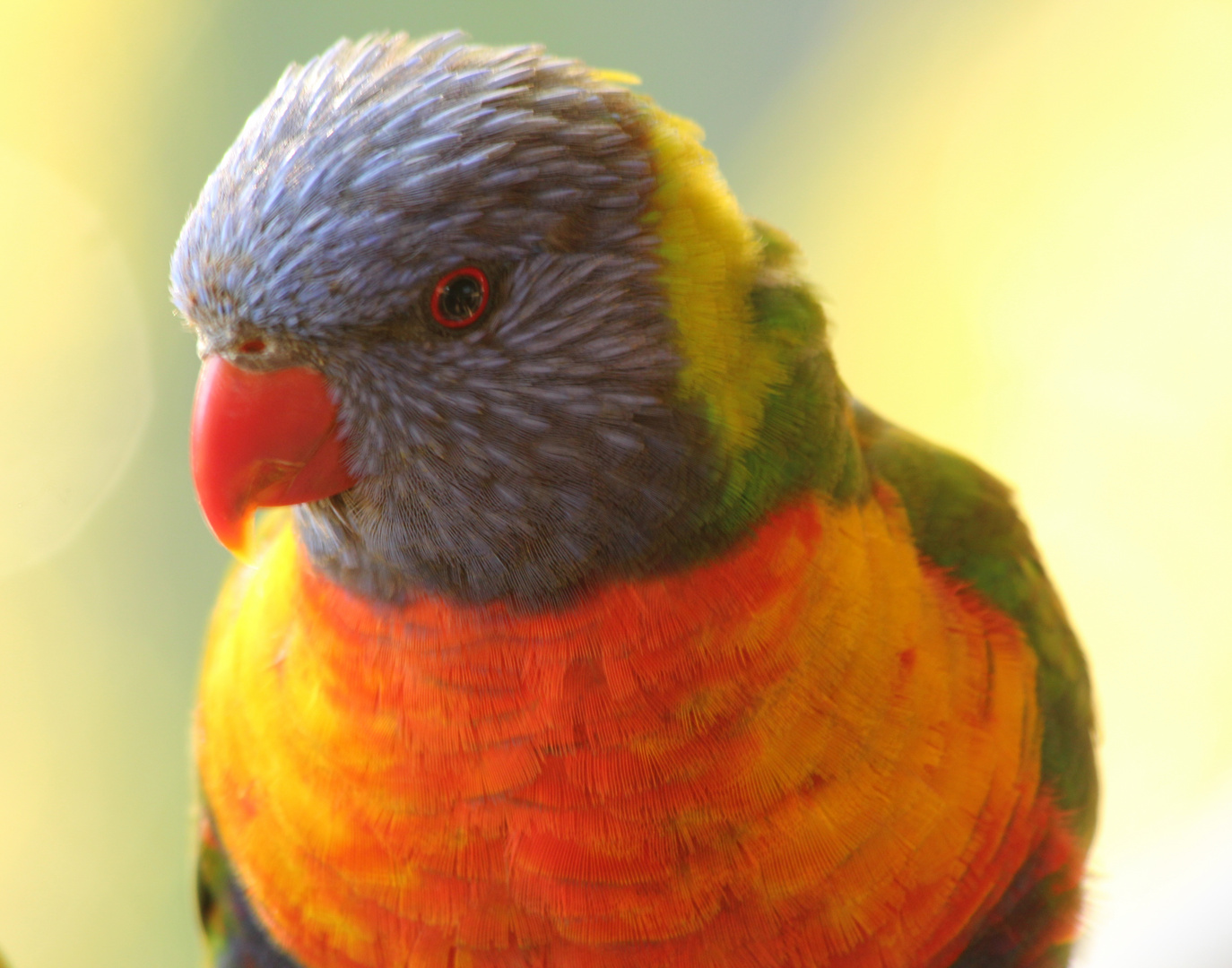 mein Name ist Rainbow Lorikeet