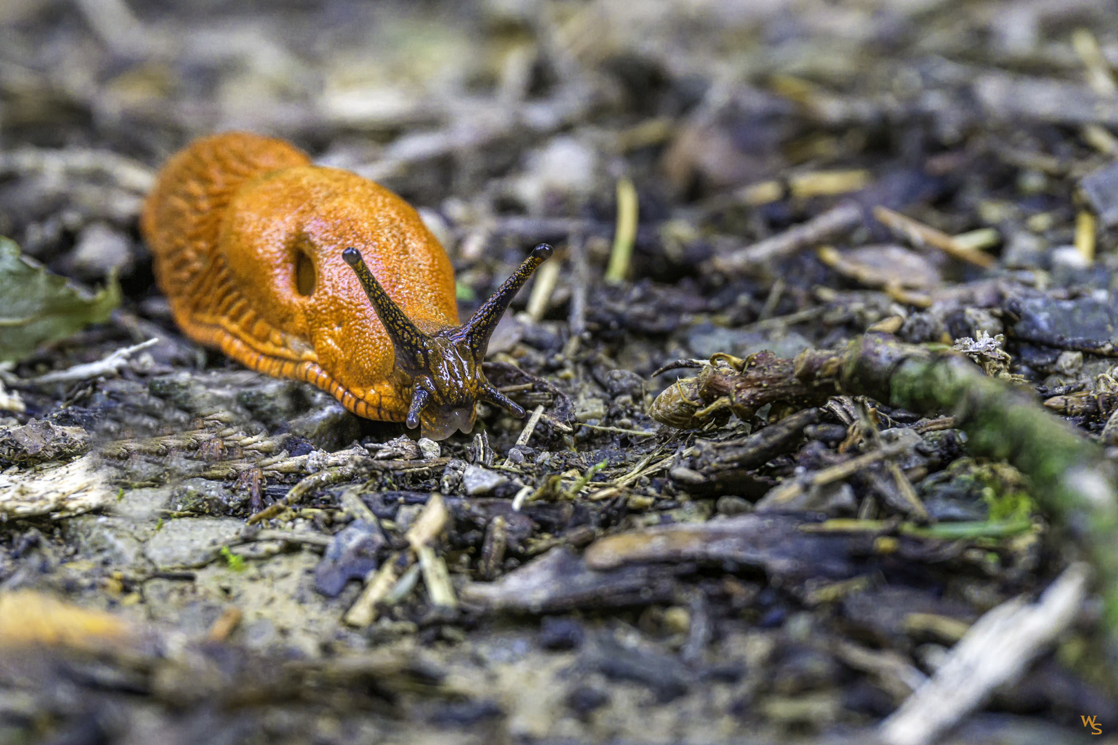 mein Name ist Schnecke