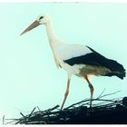 Mein Name ist Storch. Kalif Storch