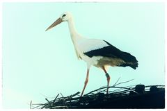 Mein Name ist Storch. Kalif Storch