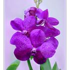 Mein name ist wanda (Vanda)