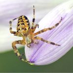 Mein Name ist...Araneus