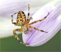 Mein Name ist...Araneus