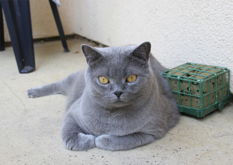 ...Mein Name,Rocky,der Chef im Haus!