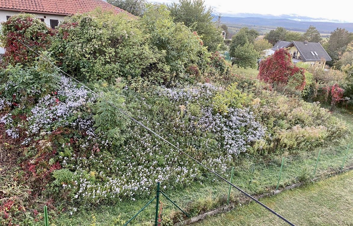 Mein Naturgarten