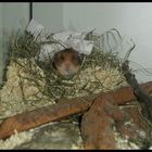 Mein Nest!