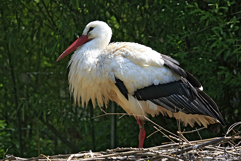 Mein Nest