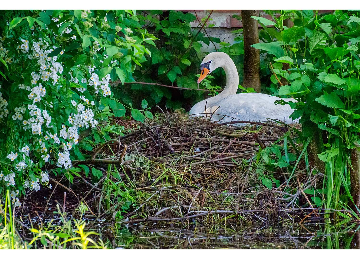 Mein Nest ist meine Burg