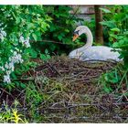 Mein Nest ist meine Burg