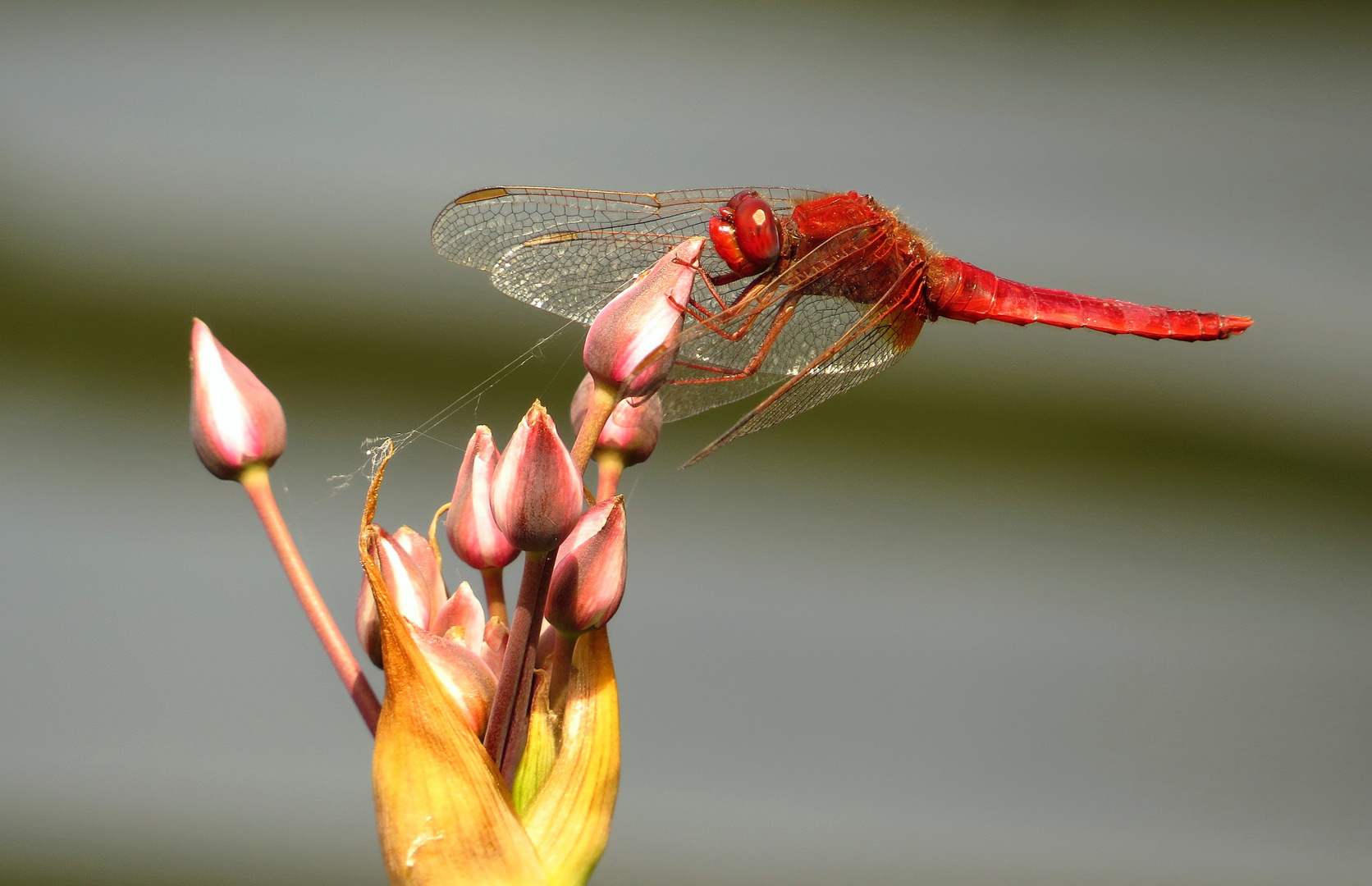 Mein neuer Ansitz ...meine Schwanenblume (Butomus umbellatus)