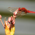 Mein neuer Ansitz ...meine Schwanenblume (Butomus umbellatus)