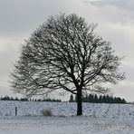 "Mein" neuer Baum für 2011