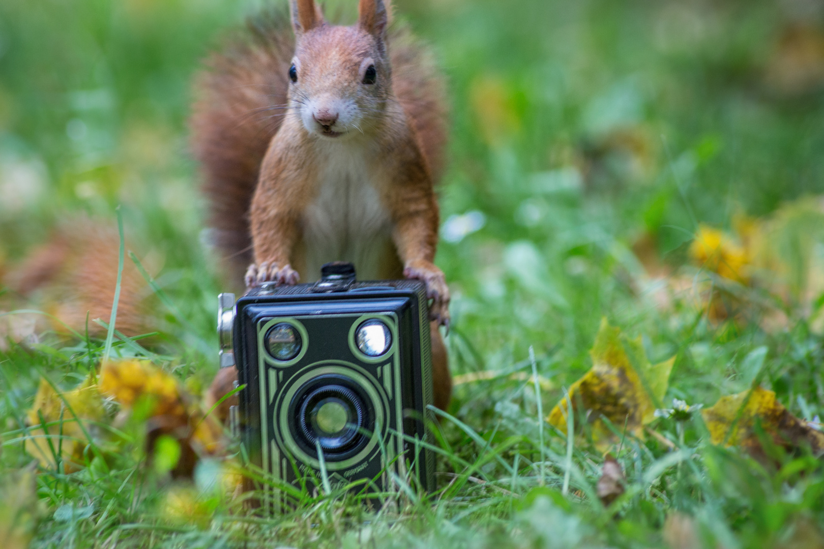 Mein neuer Fotoassi