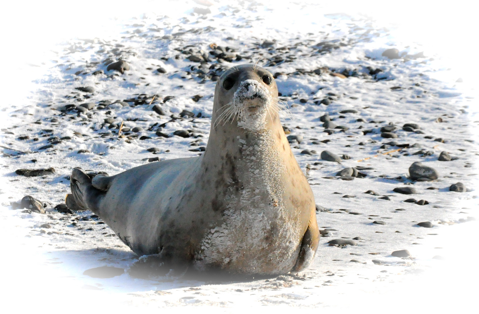 Mein neuer Freund aus Helgoland