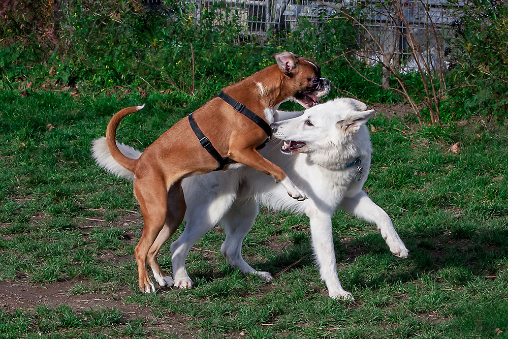 Mein neuer Freund