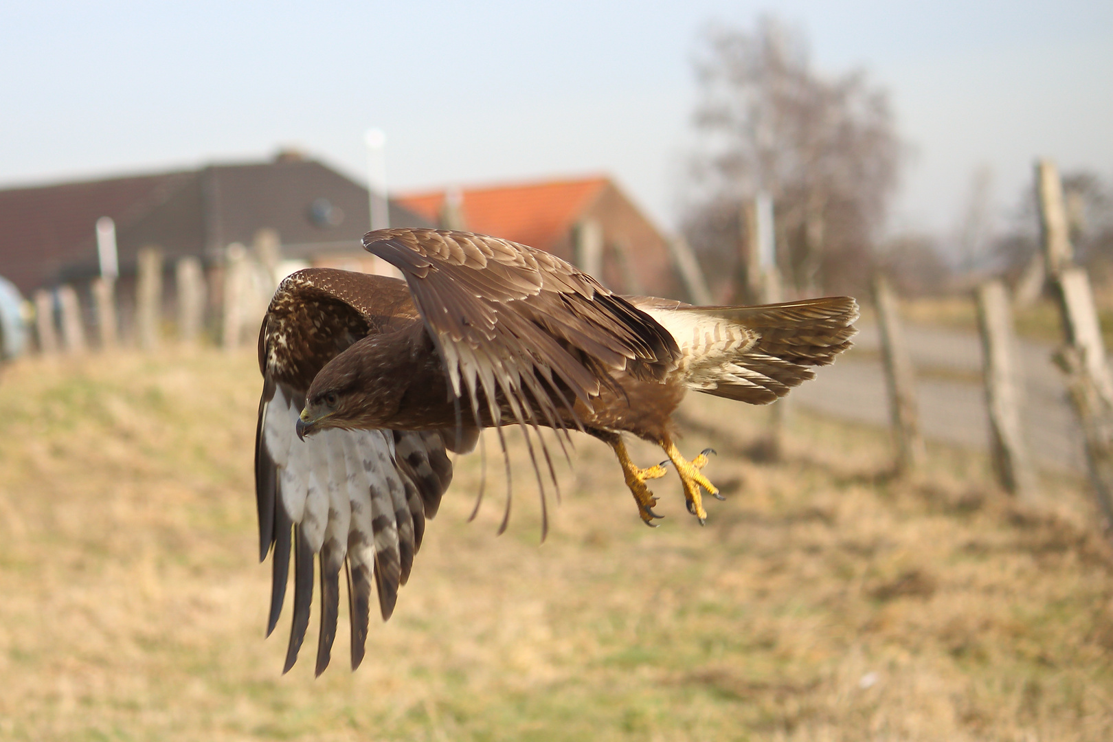 Mein neuer Freund, der Bussard