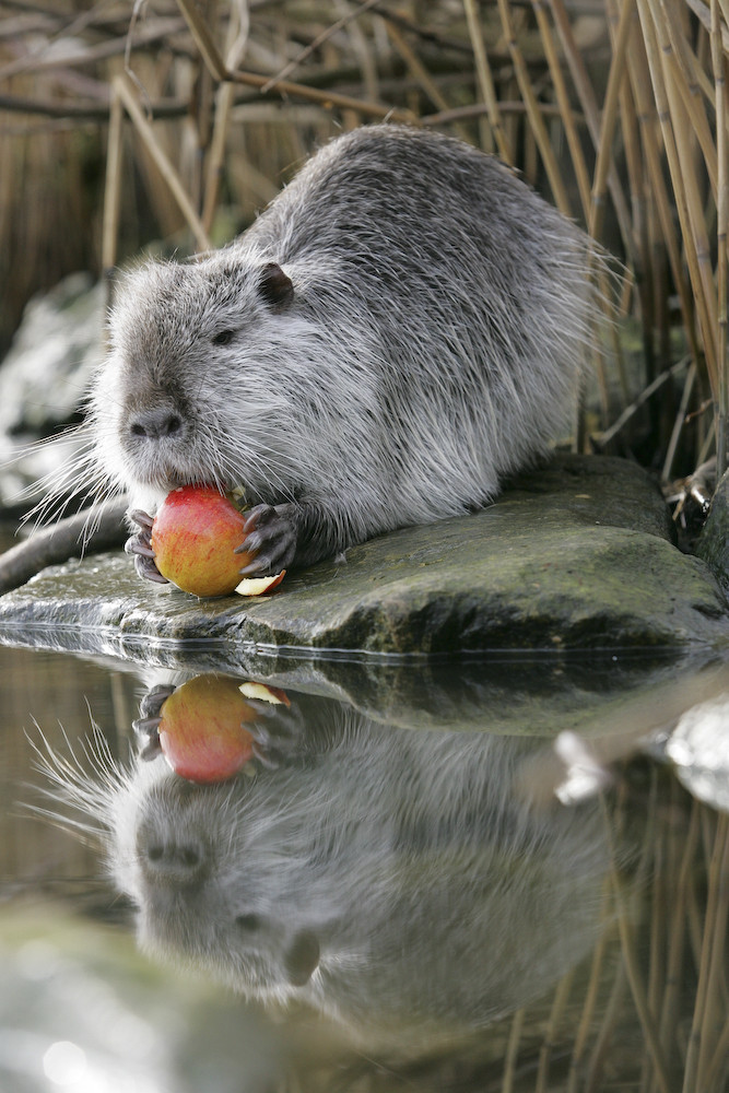 Mein neuer Freund der Nutria