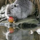 Mein neuer Freund der Nutria