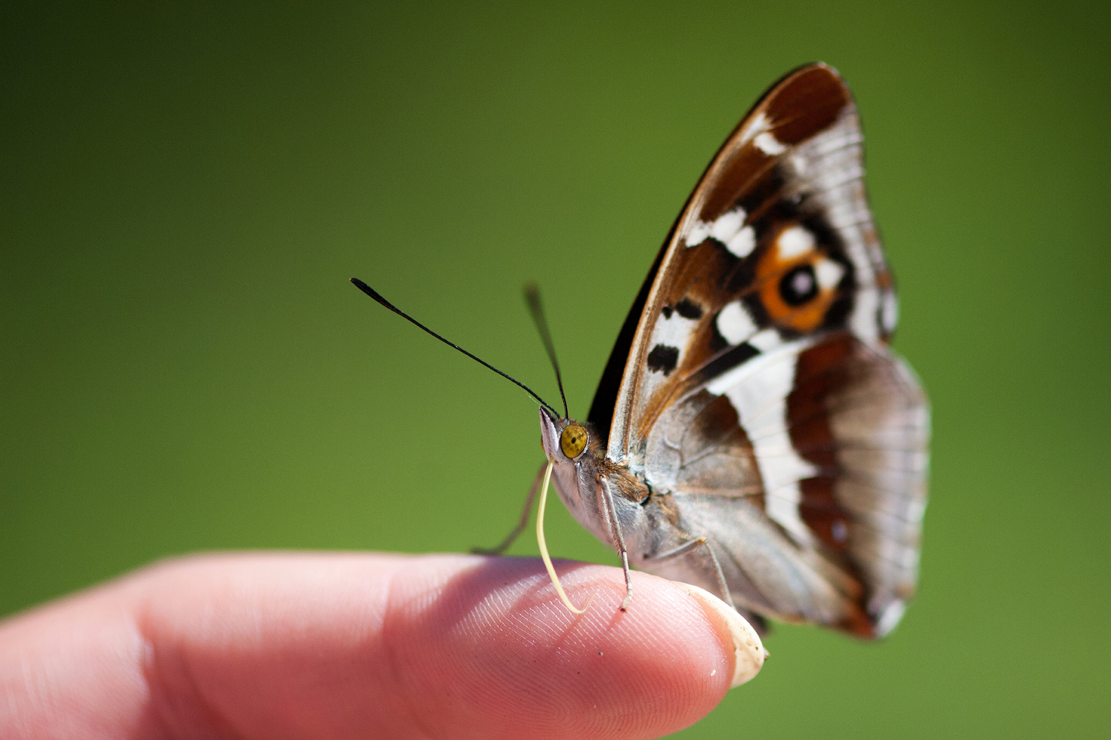 mein neuer Freund, der Schmetterling