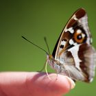 mein neuer Freund, der Schmetterling