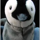 Mein neuer Freund Pingu :-))