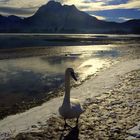 MEIN NEUER FREUND ...Spaziergang am Forggensee