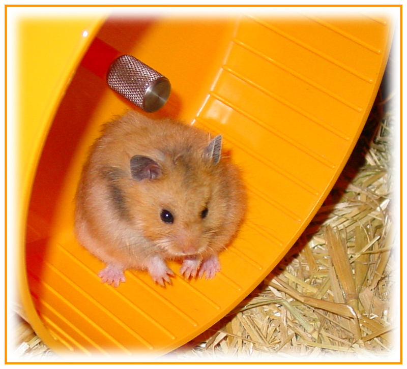 mein neuer hamster