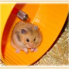 mein neuer hamster