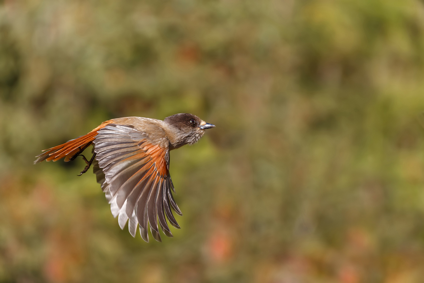 Mein neuer Lieblingsvogel