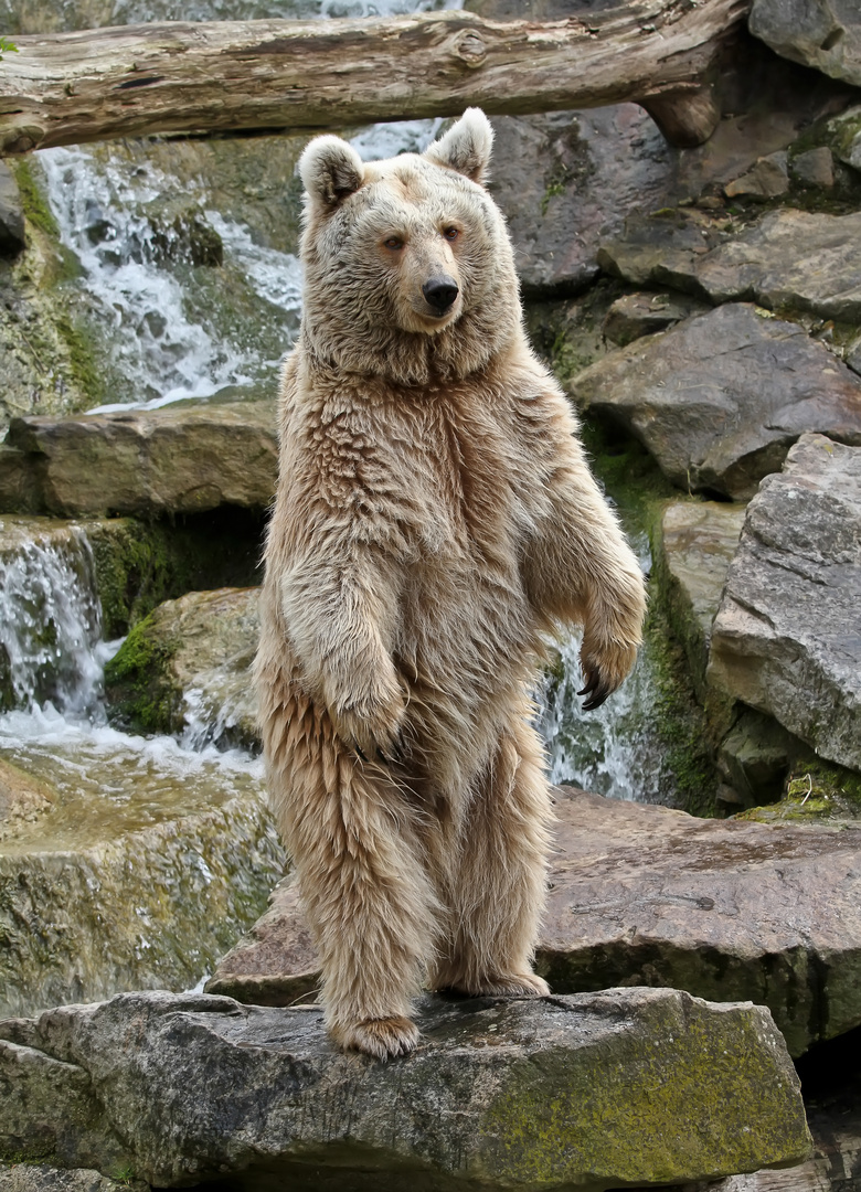 Mein neuer Teddy