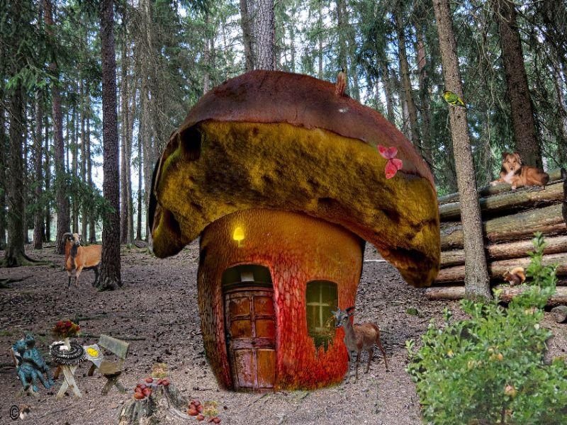 Mein neues Haus im Wald