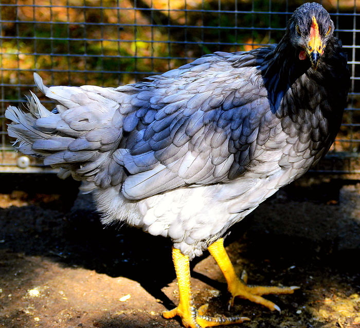 Mein neues Huhn Paula 