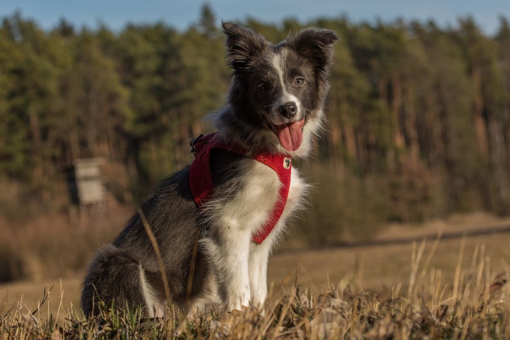 Mein neues Model Foto & Bild tiere, haustiere, hunde Bilder auf